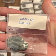 trilobite usato