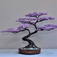 bonsai sakura usato