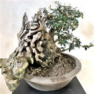 ginepro bonsai usato