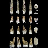 denti fossili usato