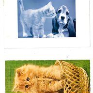 cartoline gatti usato