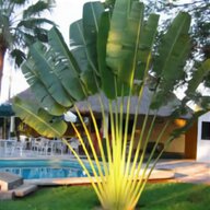 palme pianta cocus usato