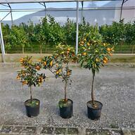 piante mandarino usato