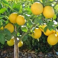 piante mandarino usato