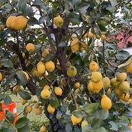 piante limoni usato