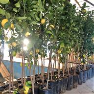 piante limoni rossi usato