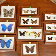 farfalle collezione imbalsamate usato