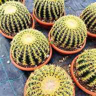 echinocactus grusonii usato