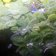regalo piante acquario usato