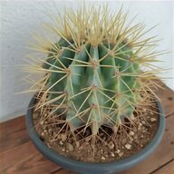 cactus pianta usato