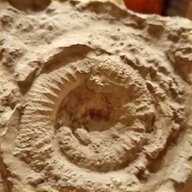 starck fossil usato