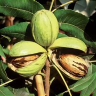 pianta cacao usato
