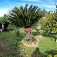 palme pianta cocus usato