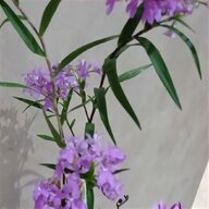 orchidee vanda usato