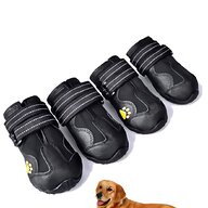 scarpe cane usato