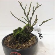 bonsai giapponese usato
