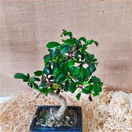 bonsai juniperus usato