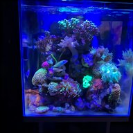 acquario reef usato