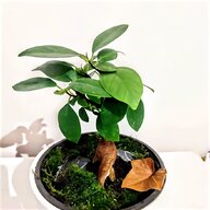 bonsai ficus usato