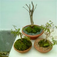 melograno bonsai usato