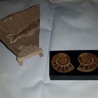 fossile ammonite usato