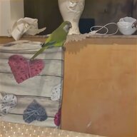ara pappagallo parlante usato
