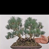 bonsai pino pentaphilla usato