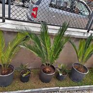 agave pianta usato