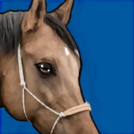 paint cavalli usato