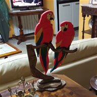 inseparabili pappagallo usato