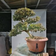 pre bonsai ciliegio usato