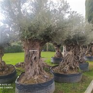 bonsai ulivo usato