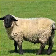pecore suffolk usato