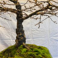bonsai carpino usato