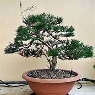 bonsai pinus usato