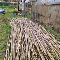 canne bambu agricoltura usato