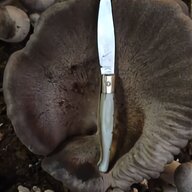 serra funghi usato