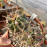 ferocactus usato