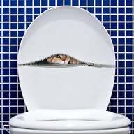toilette gatto usato