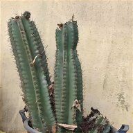 alessi cactus usato