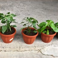 piante peperoncino usato