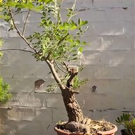 bonsai yamadori usato