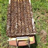 nuclei api usato