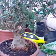 bonsai carmona usato