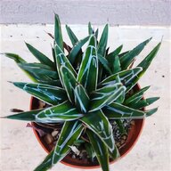 agave parryi usato