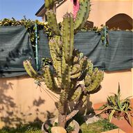 gufram cactus usato