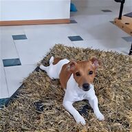 jack russell russel usato