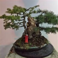 bonsai abete usato