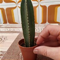 cactus v5 usato