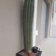 cactus canyon usato